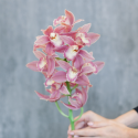 Орхидея Цимбидиум розовая купить